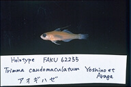 魚類