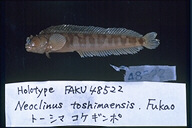 魚類