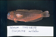 魚類