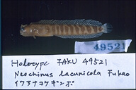 魚類