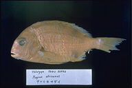魚類