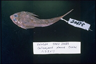 魚類