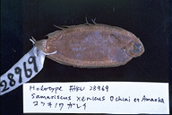 魚類