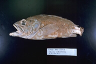 魚類