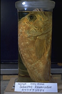 魚類