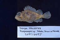 魚類