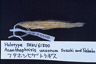 魚類