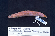 魚類