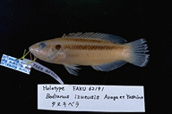 魚類