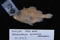 魚類