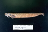 魚類
