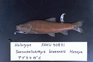 魚類