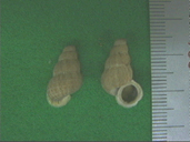 化石