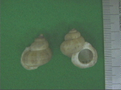 化石