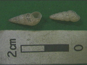化石