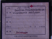 化石