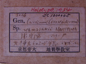 化石