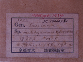 化石