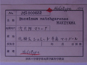 化石