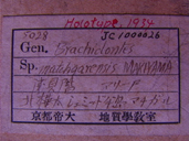 化石