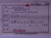 化石