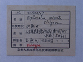 化石