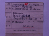 化石