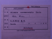 化石
