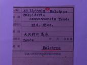 化石