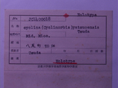 化石