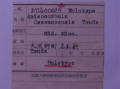 化石