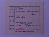 化石