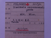 化石