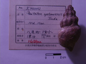 化石