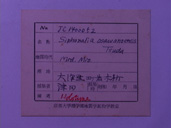 化石
