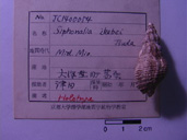 化石