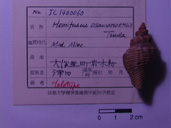 化石