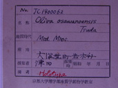 化石