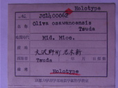 化石
