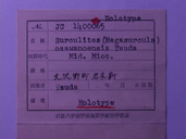 化石