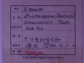 化石