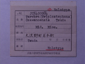 化石