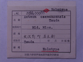 化石