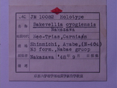 化石