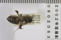 昆虫類