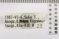 昆虫類