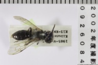 昆虫類