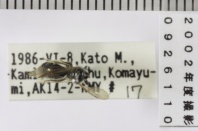 昆虫類