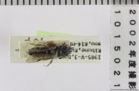 昆虫類