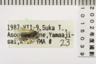 昆虫類